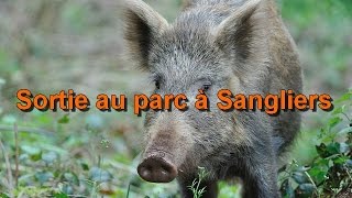 Chasse  Sortie au parc à Sanglier [upl. by Atinaej]