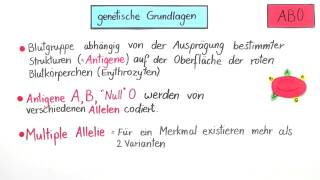 Blutgruppen AB0 und Rhesusfaktor und ihre Vererbung  Biologie  Genetik [upl. by Laurentia584]