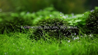 Inspirational Natural Aquarium [upl. by Pauiie949]