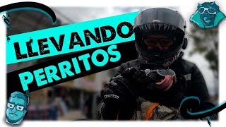 Cómo llevar a un perro en moto  Terránea [upl. by Calisa]