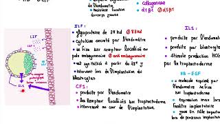 2 eme semaine de développement embryonnaire  résidanat oran [upl. by Aelahs]