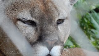 Mountain Lions Cougars in Upper Michigan  Jason Asselin [upl. by Evey]