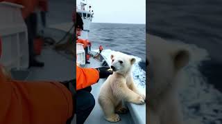 The lost polar bear reunited with her mom [upl. by Gainor]