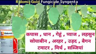 Ridomil Gold fungicide of syngenta metalaxy  mancozebe [upl. by Lenoj511]