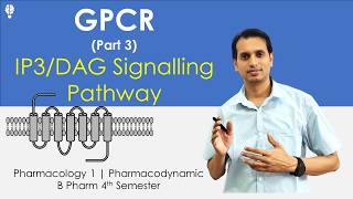 GProtein Coupled Receptor Part 3 IP3 DAG Signaling Pathways  Signal Transduction Pathway [upl. by Ramedlav]