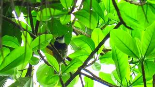 Sootycapped puffbird Bucco noanamae Nystactes noanamae Uraba Choco [upl. by Adolpho26]