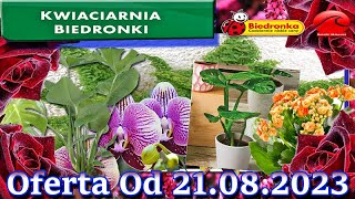 Biedronka Kwiaciarnia Biedronki Nowa Oferta Od 21082023  Kwiatowe Inspiracje Biedronki [upl. by Merrow]