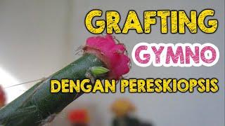 MOON CACTUS GRAFTING DENGAN MENGGUNAKAN PERESKIOPSIS [upl. by Letsirc]