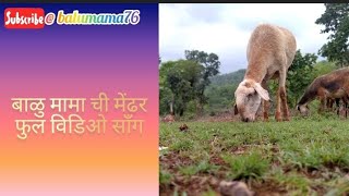 बाळु मामा ची मेंढर फुल विडिओ सॉंग Ya Bai Chunyachya Ranat Vishnu Dede Balu Mamachi mendhar [upl. by Webster]