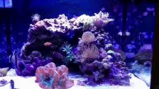 Honest Review Rapid LED Oceanic Biocube 29 [upl. by Oznol]