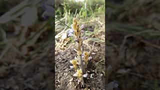 Orobanche Ramosa [upl. by Annohsat369]