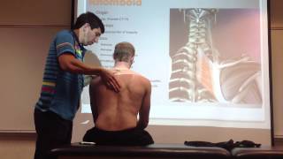 Rhomboid Manual Therapy Palpation and Stretch [upl. by Feltie500]