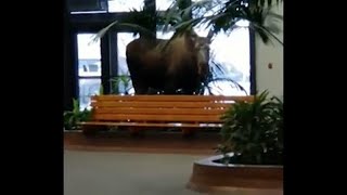 Moose on the loose in Alaska hospital building [upl. by Arvell]