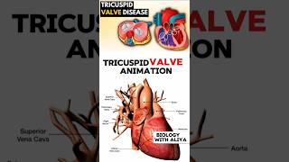 Tricuspid Valve Animation medical animation 3d short  BiologywithAliya [upl. by Etrem]