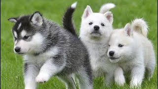 Pet Care  First Husky Mating  Meating  Bhola Shola [upl. by Bitthia]