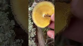 Cogumelo Lentinus crenitus 🍄🇧🇷 cogumelos nature fungi mushroom [upl. by Peterus]