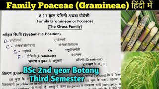 Family Poaceae in hindi  BSc 2nd year Botany third Semester [upl. by Notgnihsaw]