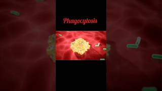 Phagocytosis immunology biology microbiology medical science [upl. by Eelyma]