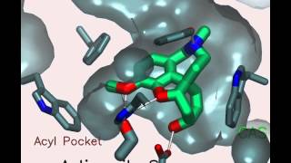 Acetylcholinesterase A gorgeous enzyme [upl. by Auqkinahs]