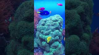 Monterey Bay Aquarium  Finding Nemo montereybayaquarium shorts [upl. by Lamrert893]