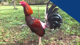 Gallos de Pelea Villa Cuara Yaracuy  PADROTES [upl. by Norling]