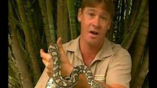 Steve Irwins Wildest Animal Encounters Part 1 [upl. by Syverson]