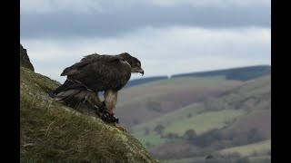 Hunting with the Bonellis Eagle  Seasons 3 amp 4 with The Colonel [upl. by Noraf]