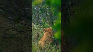 Satpura Ka Kanha National Park  Science Tech  facts shorts [upl. by Kaycee665]