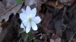 Rue Anemone Thalictrum thalictroides [upl. by Aleet584]