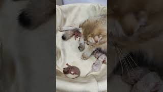 Scottish fold and Newborn kittens😍💕 [upl. by Zorah143]