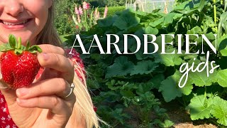 ÁL mijn aardbeien tips voor de BESTE oogst planten kweken stekken zaaien voeding ampmeer [upl. by Frida]