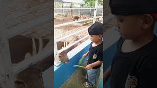 lucu funny comedy anaklucu shortvideo cutebaby rusa binatang tamanbermain tamanbermainanak [upl. by Liederman]