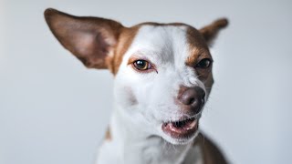 Dog barking sound effect  REALISTIC [upl. by Manuela]