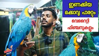 ഇണക്കിയ മക്കാവുവും വെറൈറ്റി ഫിഞ്ചസുകളും  Fully Tamed macaws and variety finches  Grey Parrot [upl. by Jessica11]