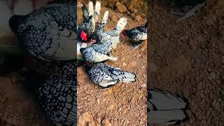 beautiful Sebright bantam 🐔 🐓 shorts trendingshorts shortsvideo bantamchicken ytshortsfeed [upl. by Vieva]