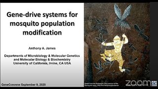 Genedrive systems for mosquito population modification Anthony James Sept 9 2020 [upl. by Legnaesoj502]