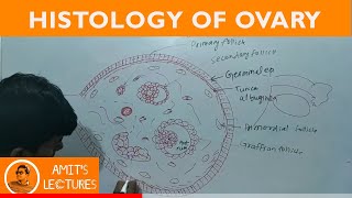 Histological Diagram of Ovary  Histology  UHS [upl. by Gulick19]