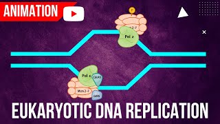 Eukaryotic DNA Replication Animation  Formation of Initiation complex [upl. by Isnam510]