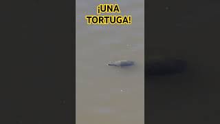 UNA TORTUGA EN PUERTO MADERO [upl. by Eahsed]