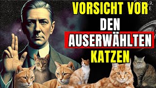 Wie wählen KATZEN SIE und IHR ZUHAUSE MISSION DER KATZEN [upl. by Adnir37]