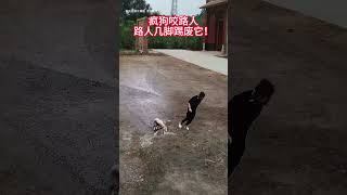 A mad dog bites a passerby who kicks it to death Animals Animals confusing behavior Dogs Dogs [upl. by Oalsinatse467]