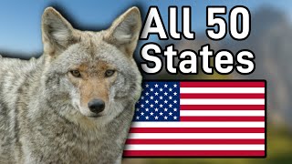 The Coyote Population In Each State [upl. by Nairdad503]