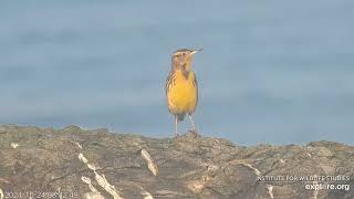 Pretty Meadowlark Perches in Bald Eagle Territory 10242024 exploreorg [upl. by Esinyt369]