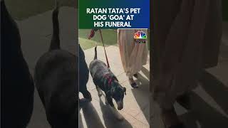 Ratan Tatas Pet Dog Goa At His Funeral  N18S  CNBC TV18 [upl. by Lorene200]