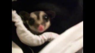 Crabbing sugar glider [upl. by Hermie]