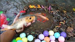 Mencari banyak ikan hias bebek angsa ikan gurame ikan koi ikan mas ikan lele KuraKura G08 [upl. by Collen]