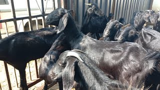 usmanabadi goats for sale  50 female goats  low price for NLM scheme beneficiary farmers [upl. by Halliday]