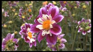 Traditional Chinese Music Chinese Flute Performance with Beautiful Flowers [upl. by Pantheas]