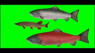 cartoon fish green screen fish cartoon videoSPswatantra bharat [upl. by Nylsirhc]