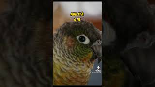 Pyrrhura Molinae Conuro guance verdi parrots conure animali [upl. by Delsman146]